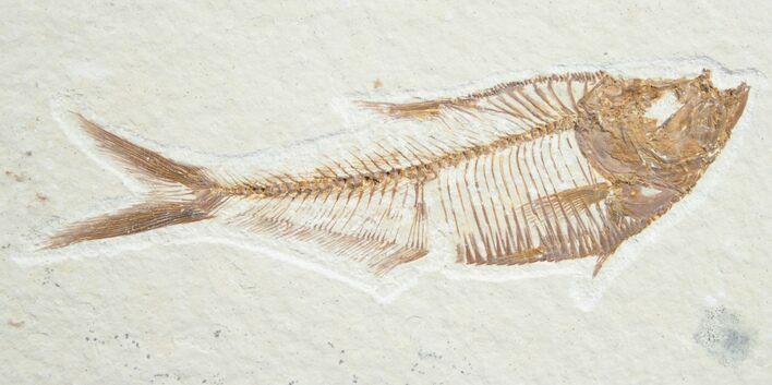 Diplomystus Fossil Fish - Wyoming #7558